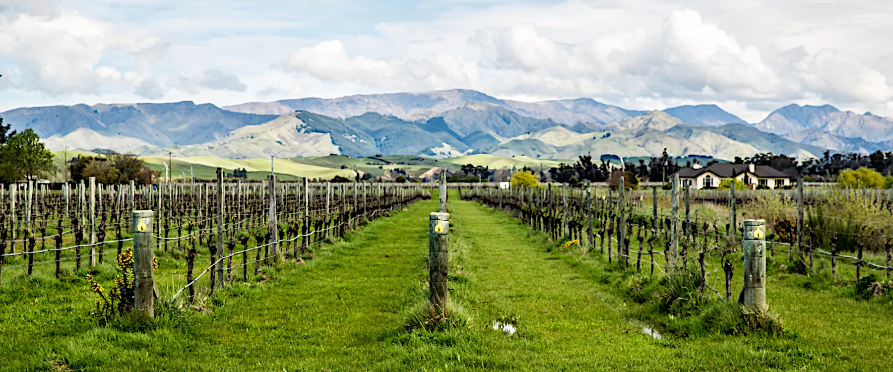 Marlborough New Zealand vineyard