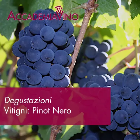 Degustazioni – Vitigni: pinot nero