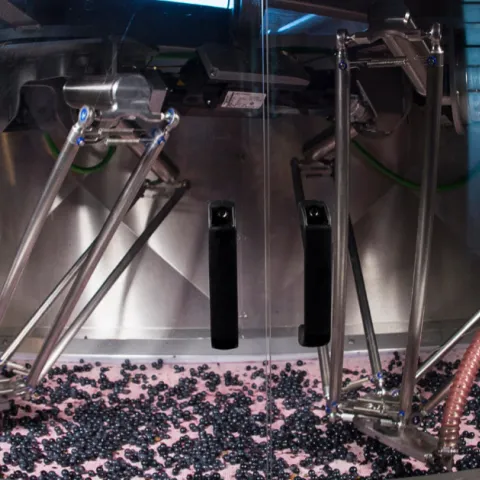 Selezione degli acini